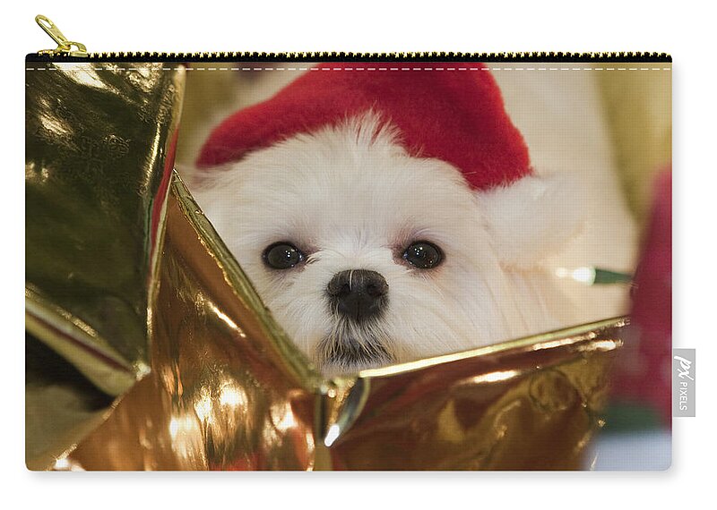 Maltese Zip Pouch featuring the photograph Santa Paws by Leslie Leda