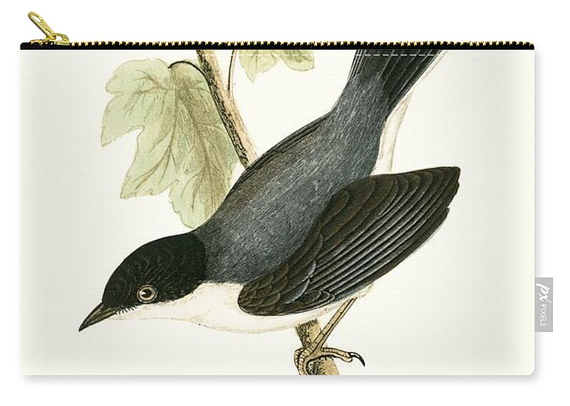 Warbler Zip Pouch featuring the painting Sardinian Warbler by English School