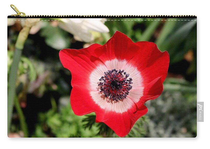 Anemone Zip Pouch featuring the photograph Scarlet Anemone by Living Color Photography Lorraine Lynch