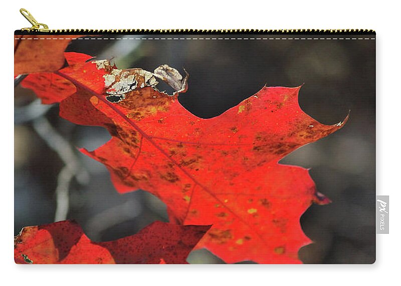 Autumn Carry-all Pouch featuring the photograph Scarlet Autumn by Ron Cline