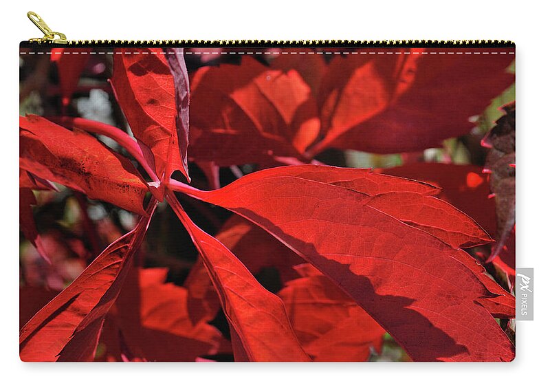 Nature Zip Pouch featuring the photograph Scarlet Intensity by Ron Cline