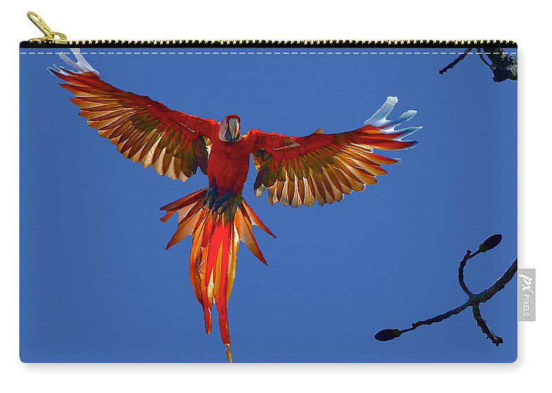 Scarlet Macaw Zip Pouch featuring the photograph Scarlet Macaw on the Osa Peninsula by Don Mercer