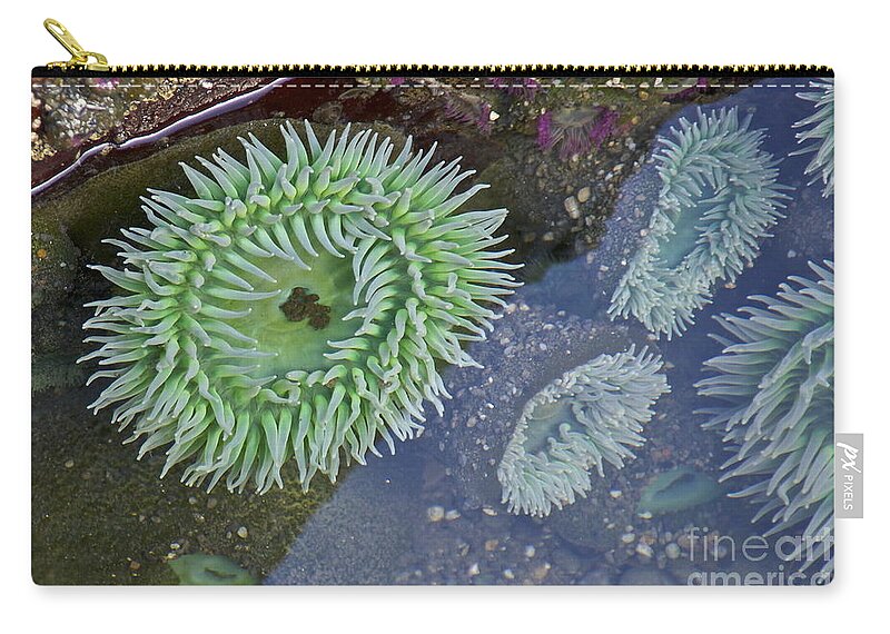 Photography Zip Pouch featuring the photograph Sea Anemones by Sean Griffin