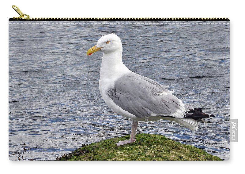 Wildlife Zip Pouch featuring the photograph Seagull Posing by Glenn Gordon