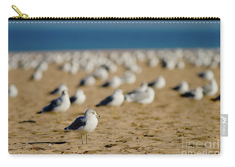 Seagulls Zip Pouch featuring the photograph Seagulls by Rich S
