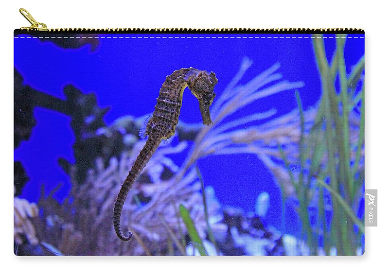 Seahorse Zip Pouch featuring the photograph Seahorse by Shoal Hollingsworth