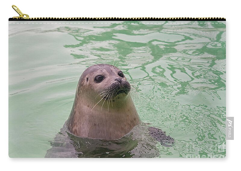 Animals Zip Pouch featuring the photograph Seal in water by Patricia Hofmeester