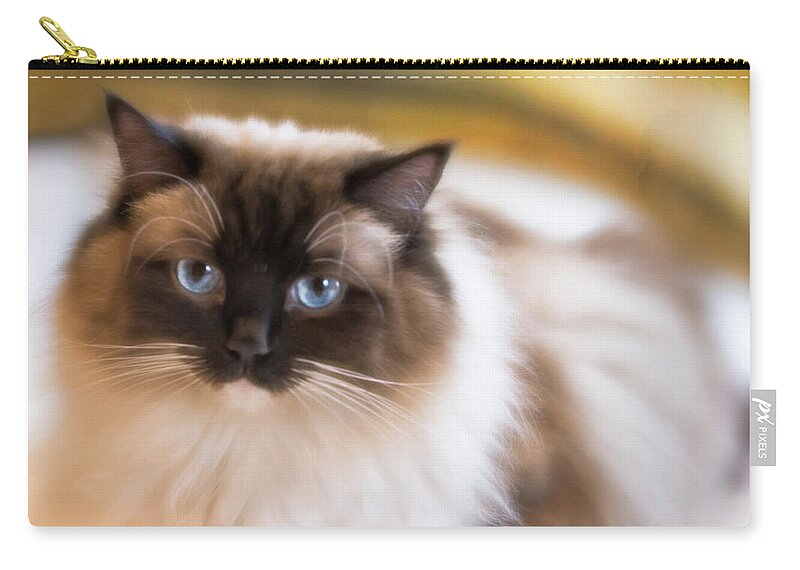 Cat Zip Pouch featuring the photograph Seal Point Bicolor Ragdoll Cat by Jennifer Grossnickle