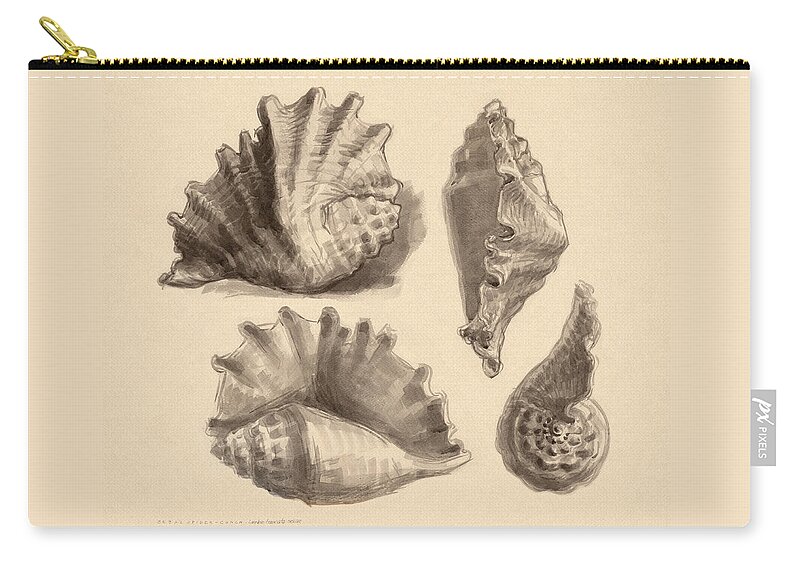 Seashell Zip Pouch featuring the painting Seba's Spider Conch by Judith Kunzle