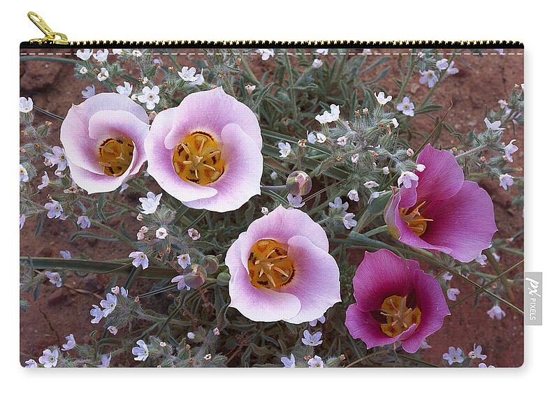 00173992 Zip Pouch featuring the photograph Sego Lily Group State Flower Of Utah by Tim Fitzharris