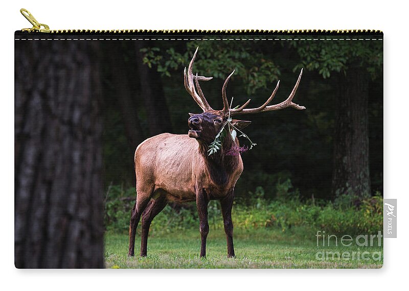 Elk Zip Pouch featuring the photograph Serenading by Andrea Silies