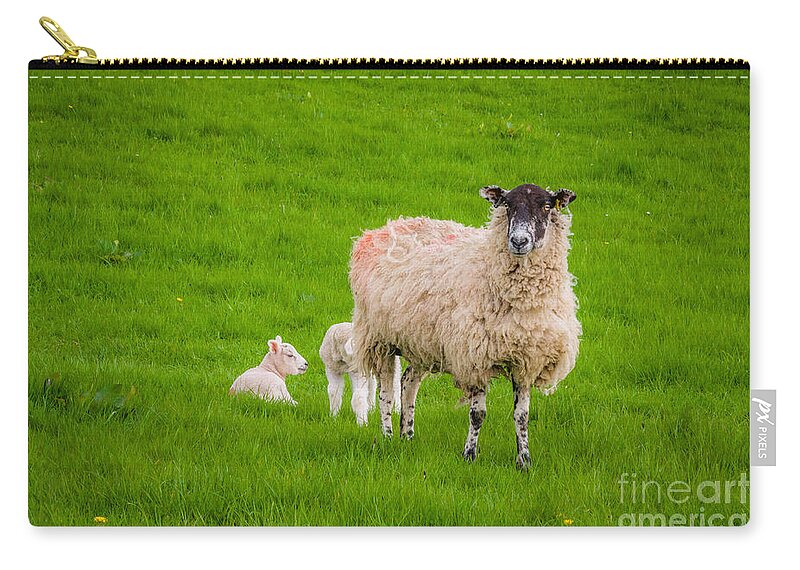 D90 Zip Pouch featuring the photograph Sheep and lambs by Mariusz Talarek