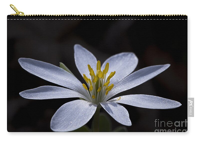 Bloodroot Zip Pouch featuring the photograph Shimmering Petals by Andrea Silies
