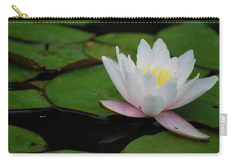 Water Lily Zip Pouch featuring the photograph Shining Bright by Amee Cave