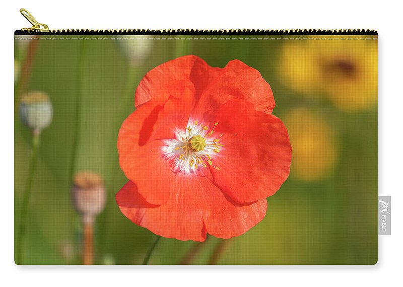 Shirley Poppy Zip Pouch featuring the photograph Shirley Poppy 2018-9 by Thomas Young