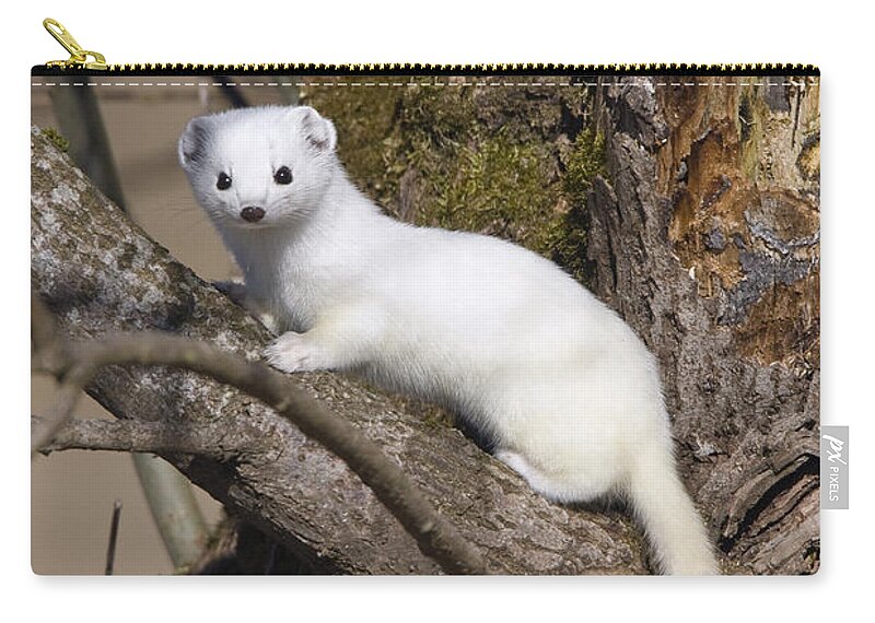 Mp Zip Pouch featuring the photograph Short-tailed Weasel Mustela Erminea by Konrad Wothe