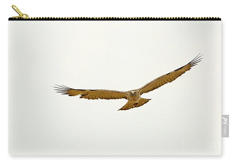 Alertness Zip Pouch featuring the photograph Short-toed Snake Eagle Circaetus gallicus by Alon Meir