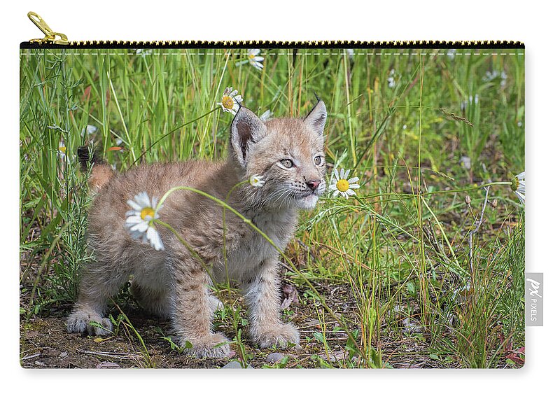 Siberian Lynx Zip Pouch featuring the photograph Siberian Lynx Kitten at Play by Evelyn Harrison