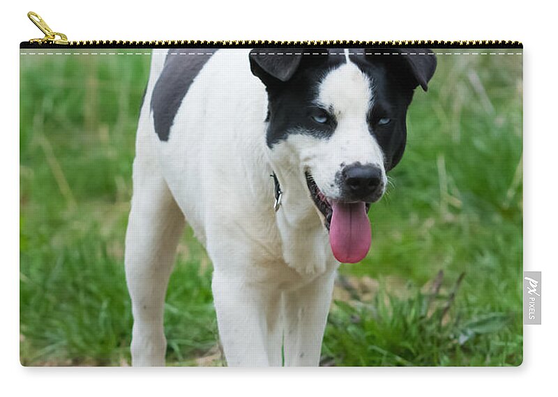 Dog Zip Pouch featuring the photograph Silly Dog by Holden The Moment