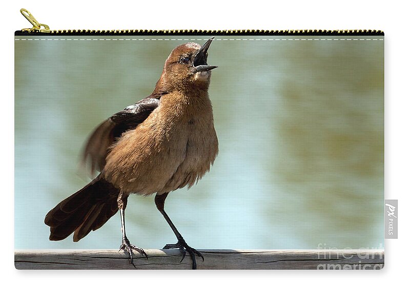 Boat-tailed Grackle Zip Pouch featuring the photograph Sing Out Loud by Meg Rousher