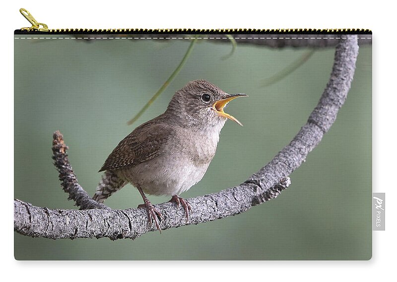 Wren Zip Pouch featuring the photograph Singing House Wren by Ben Foster