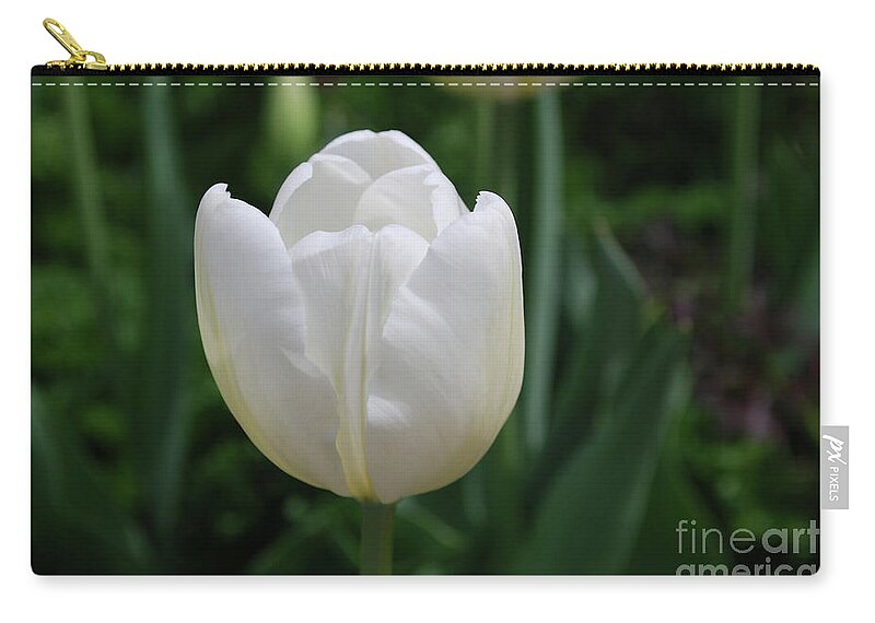 Tulip Zip Pouch featuring the photograph Single Plain White Blooming Tulip Flower Blossom by DejaVu Designs