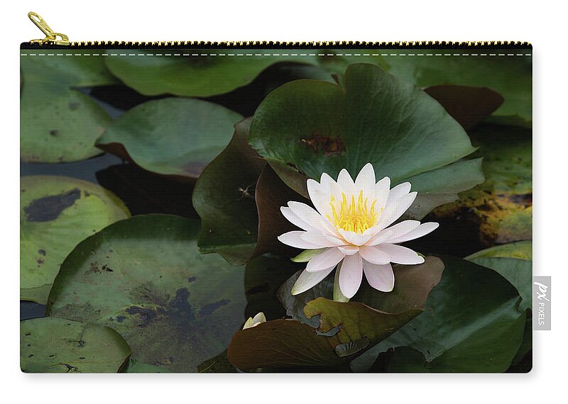 Bloom Zip Pouch featuring the photograph Single White Pristine Lotus Lily by Dennis Dame