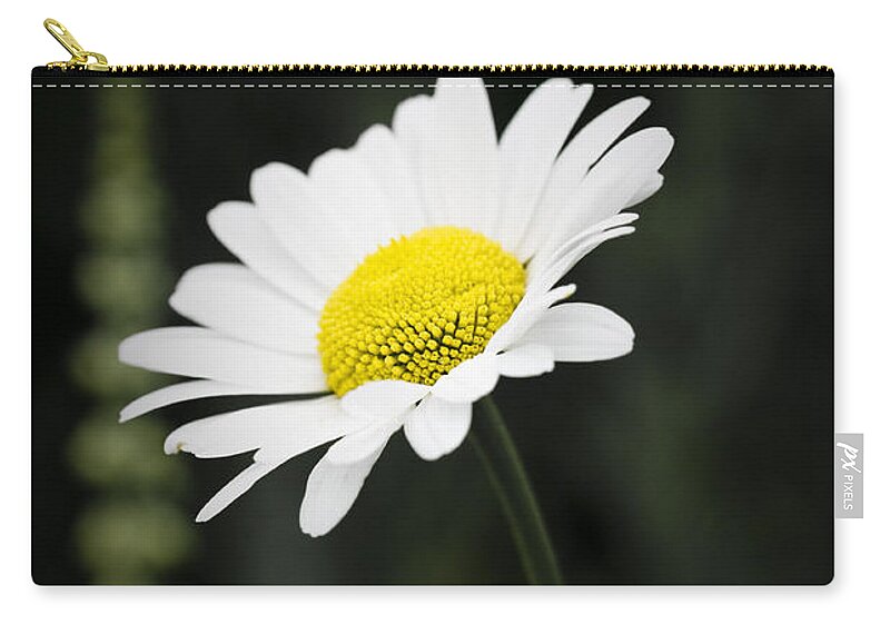 Flower Zip Pouch featuring the photograph Single wild daisy by Simon Bratt