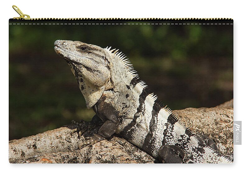 Kaylyn Franks Zip Pouch featuring the photograph Sir Iguana Mexican Art by Kaylyn Franks by Kaylyn Franks