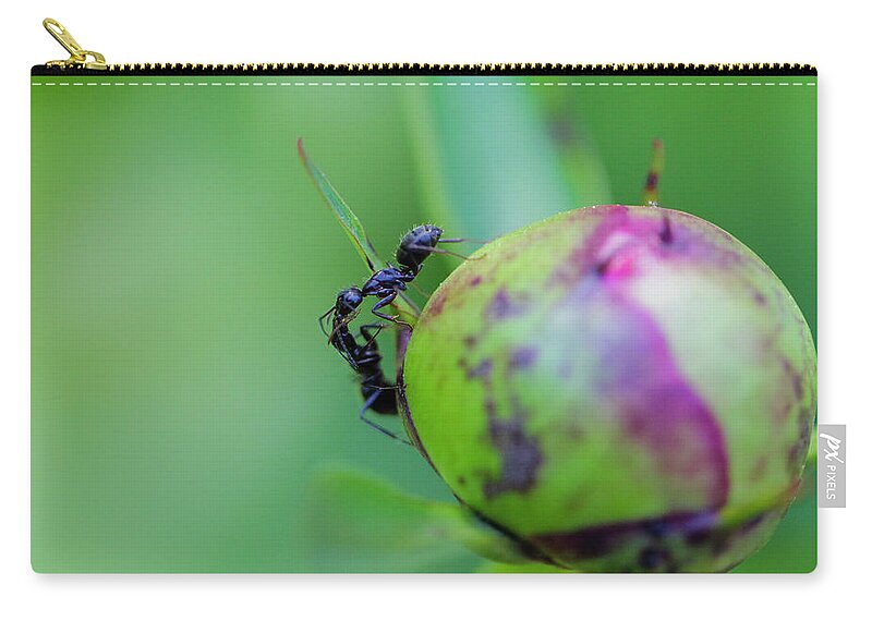 Camponotus Pennsylvanicus Zip Pouch featuring the photograph Sisters by Todd Bannor