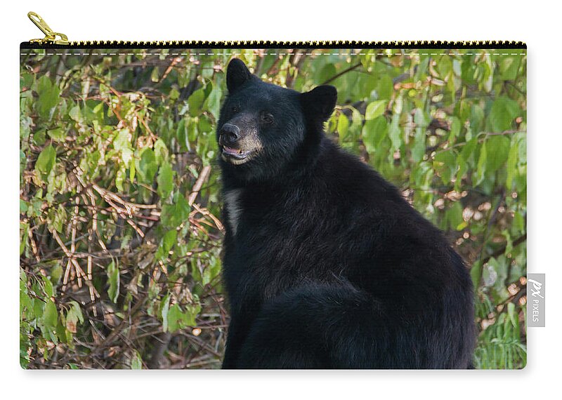 Black Bear Zip Pouch featuring the photograph Sitting on the Job by Michael Dawson