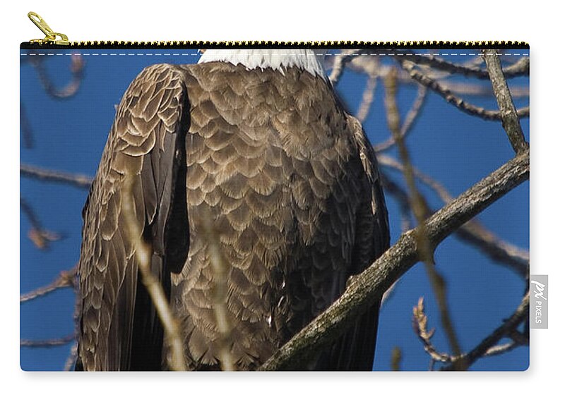 Eagle Zip Pouch featuring the photograph Sitting Pretty by Steve Stuller
