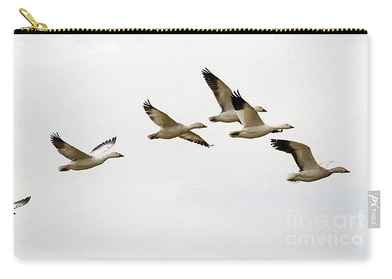 Snow Geese Zip Pouch featuring the photograph Six Snowgeese Flying by Michael Dawson