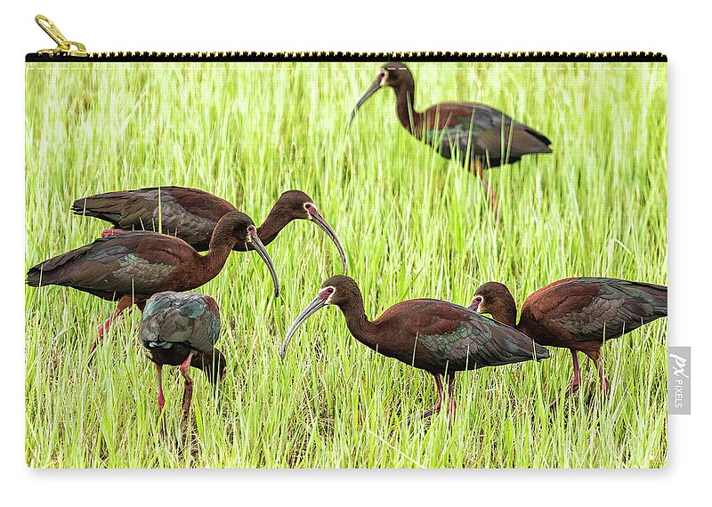 White-faced Ibis Zip Pouch featuring the photograph Six White-Faced Ibis in Breeding Plumage by Belinda Greb