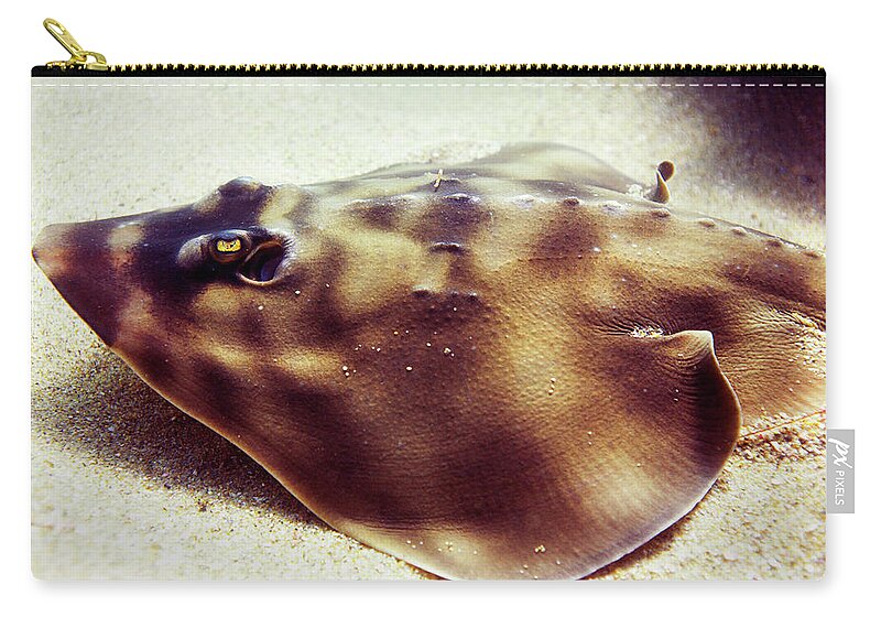 Skate Zip Pouch featuring the photograph Skate by Anthony Jones