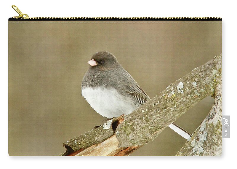 Bird Zip Pouch featuring the photograph Slate-colored Dark-eyed Junco 3126 by Michael Peychich