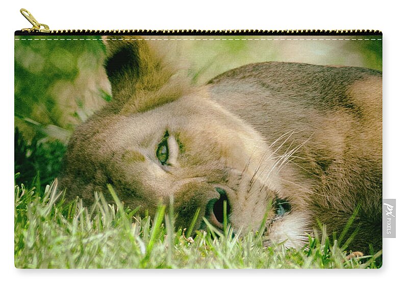 Lions Zip Pouch featuring the photograph Sleeoing Lioness by Lawrence Knutsson