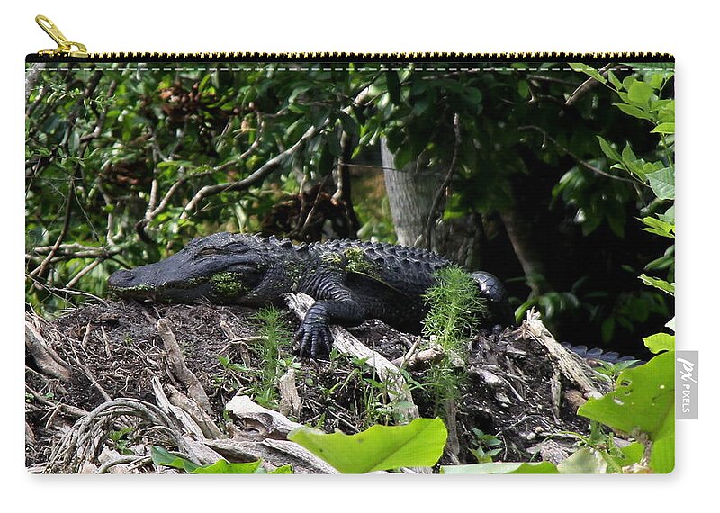 American Alligator Zip Pouch featuring the photograph Sleeping Alligator by Barbara Bowen