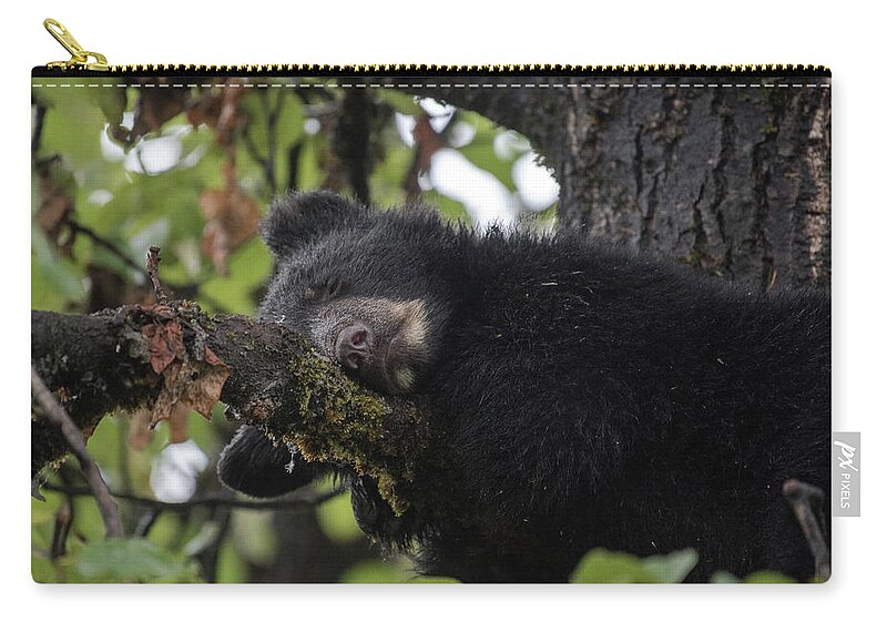 Black Bear Zip Pouch featuring the photograph Sleepy Cub by David Kirby