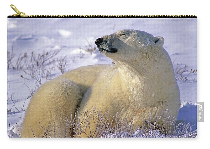 Polar Bear Zip Pouch featuring the photograph Sleepy Polar Bear by Tony Beck