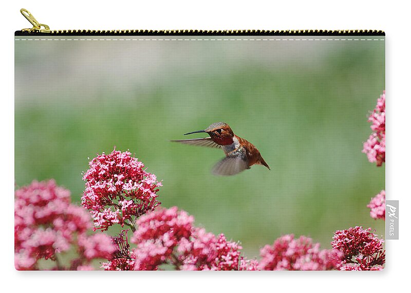 Darin Volpe Animals Zip Pouch featuring the photograph Small and Feisty - Rufous Hummingbird in Templeton, California by Darin Volpe