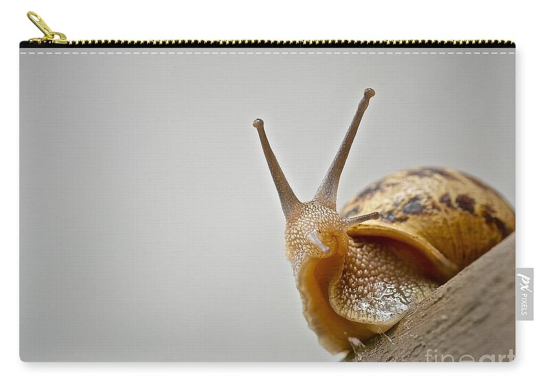 Slug Zip Pouch featuring the photograph Snail by Elisabeth Derichs
