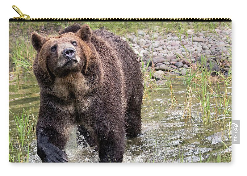 Bear Zip Pouch featuring the photograph Sniff by Art Cole