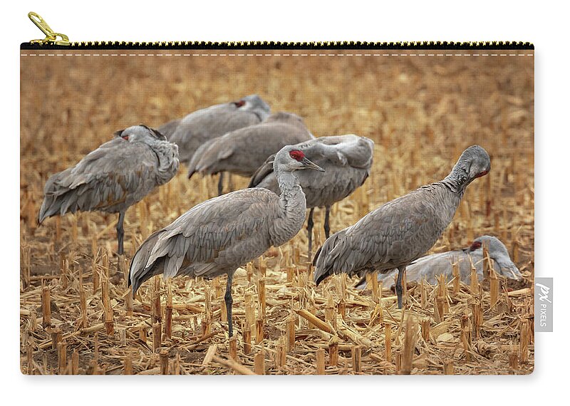 Sandhill Cranes Zip Pouch featuring the photograph Snooze Fest by Susan Rissi Tregoning