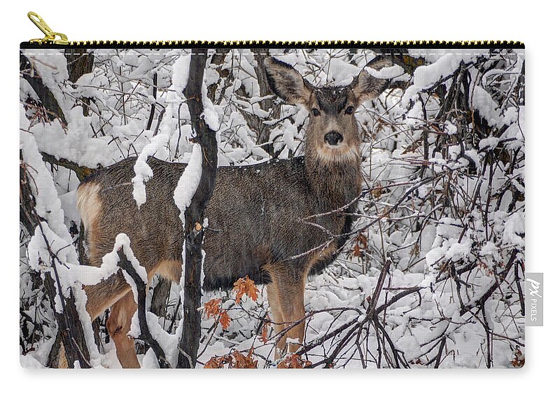 Deer Zip Pouch featuring the photograph Snow Deer - Wasatch Front - Utah by Gary Whitton