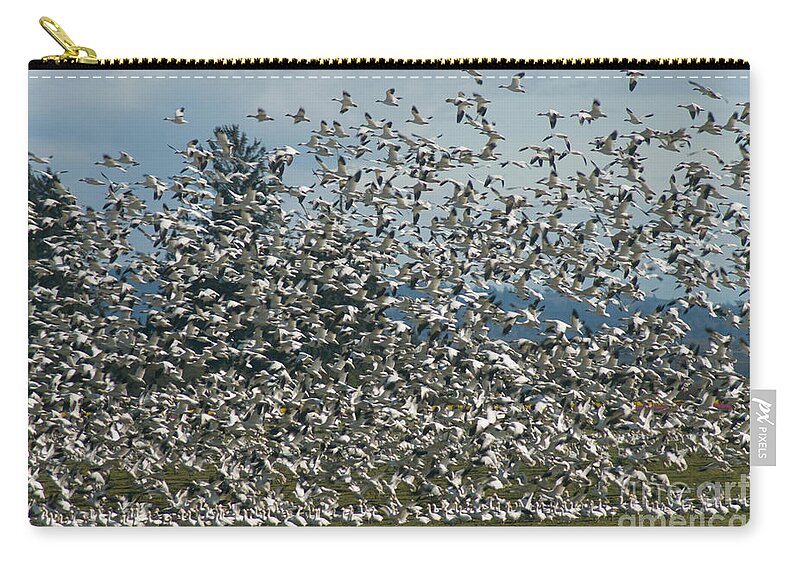 Geese Zip Pouch featuring the photograph Snow Geese Convention by Louise Magno