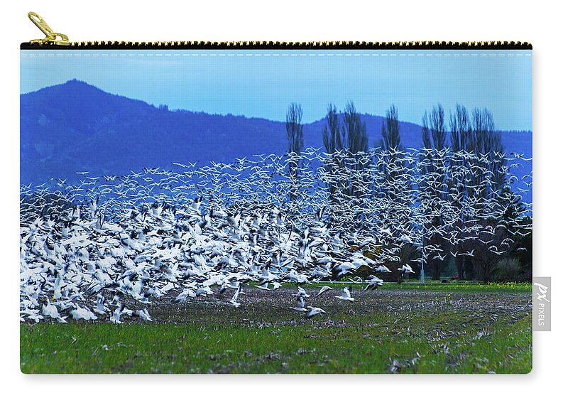 Snow Geese Zip Pouch featuring the photograph Snow Geese - Skagit Valley by Hisao Mogi