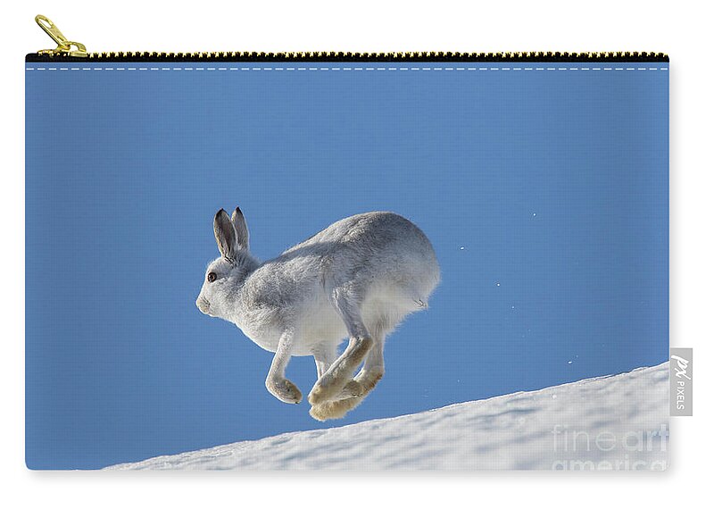 Mountain Hare Zip Pouch featuring the photograph Snow Hare by Arterra Picture Library