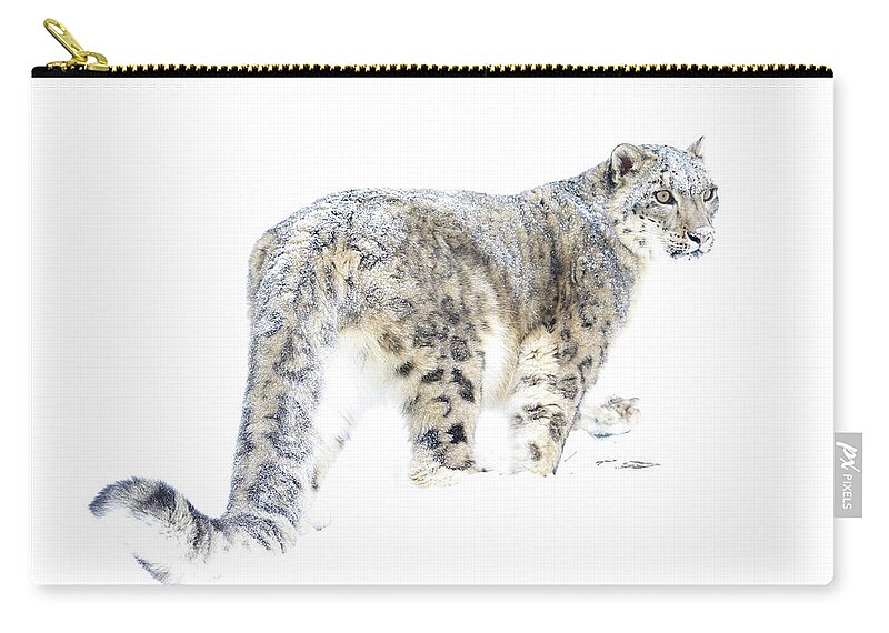 Snow Leopard Zip Pouch featuring the photograph Snow Leopard on White by Steve McKinzie