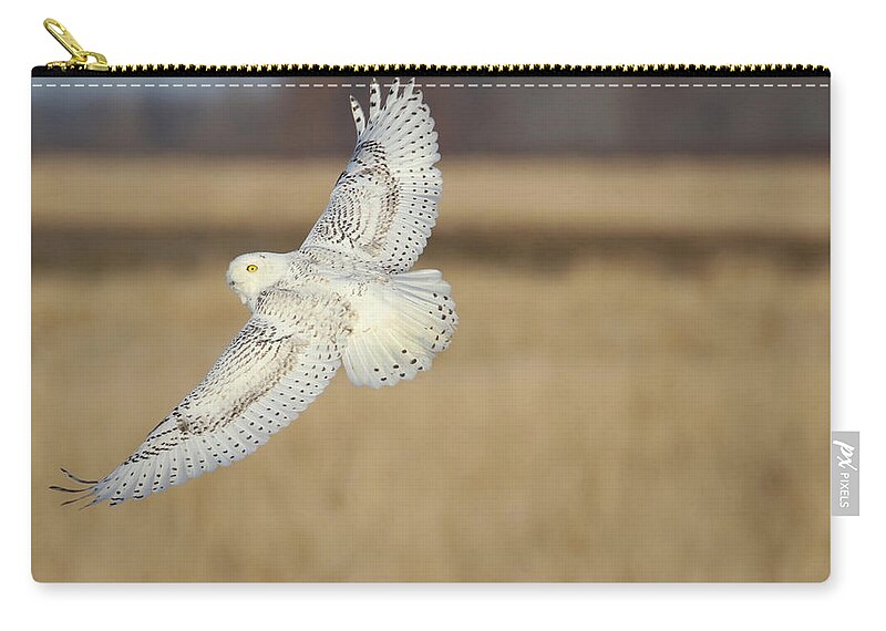 Snowy Owl Zip Pouch featuring the photograph Snow Owl Flight 2 by Brook Burling